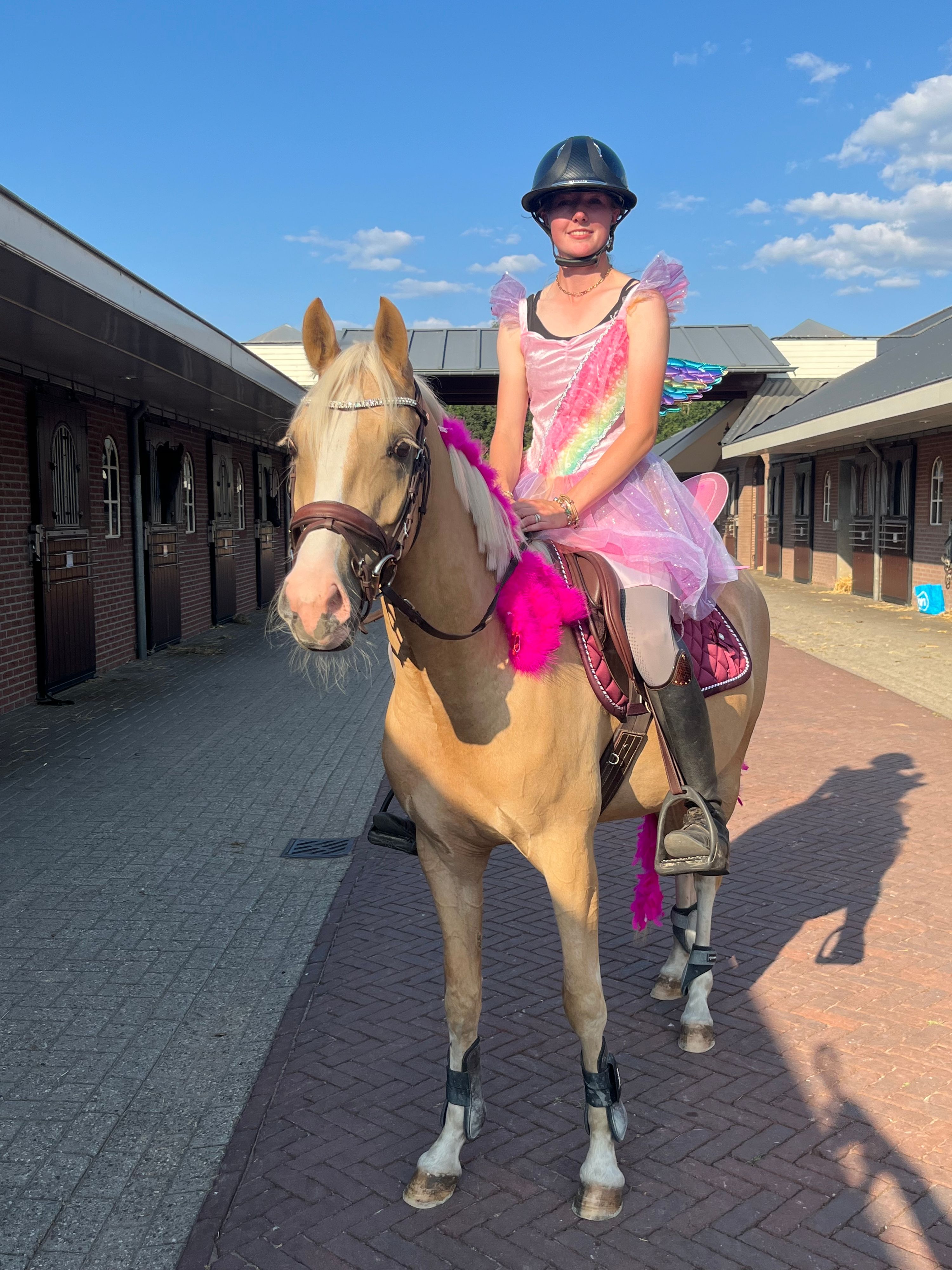 welsh allround-pony ruin 4 years old palomino for sale - Photo 6