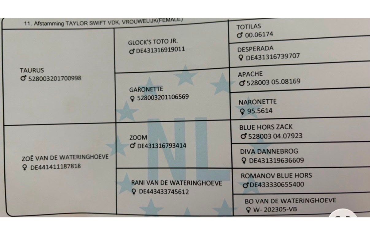 kwpn dressuurpaard merrie 3 años zwart en venta - Foto 2