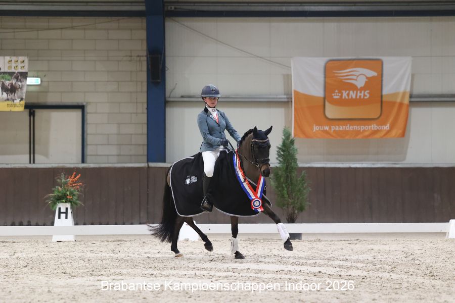 ander dressuurpony ruin 13 years old donkerbruin for sale - Photo 2