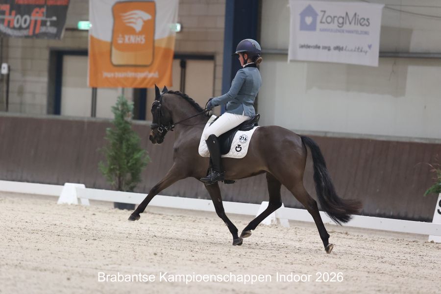 ander dressuurpony ruin 13 years old donkerbruin for sale - Photo 3