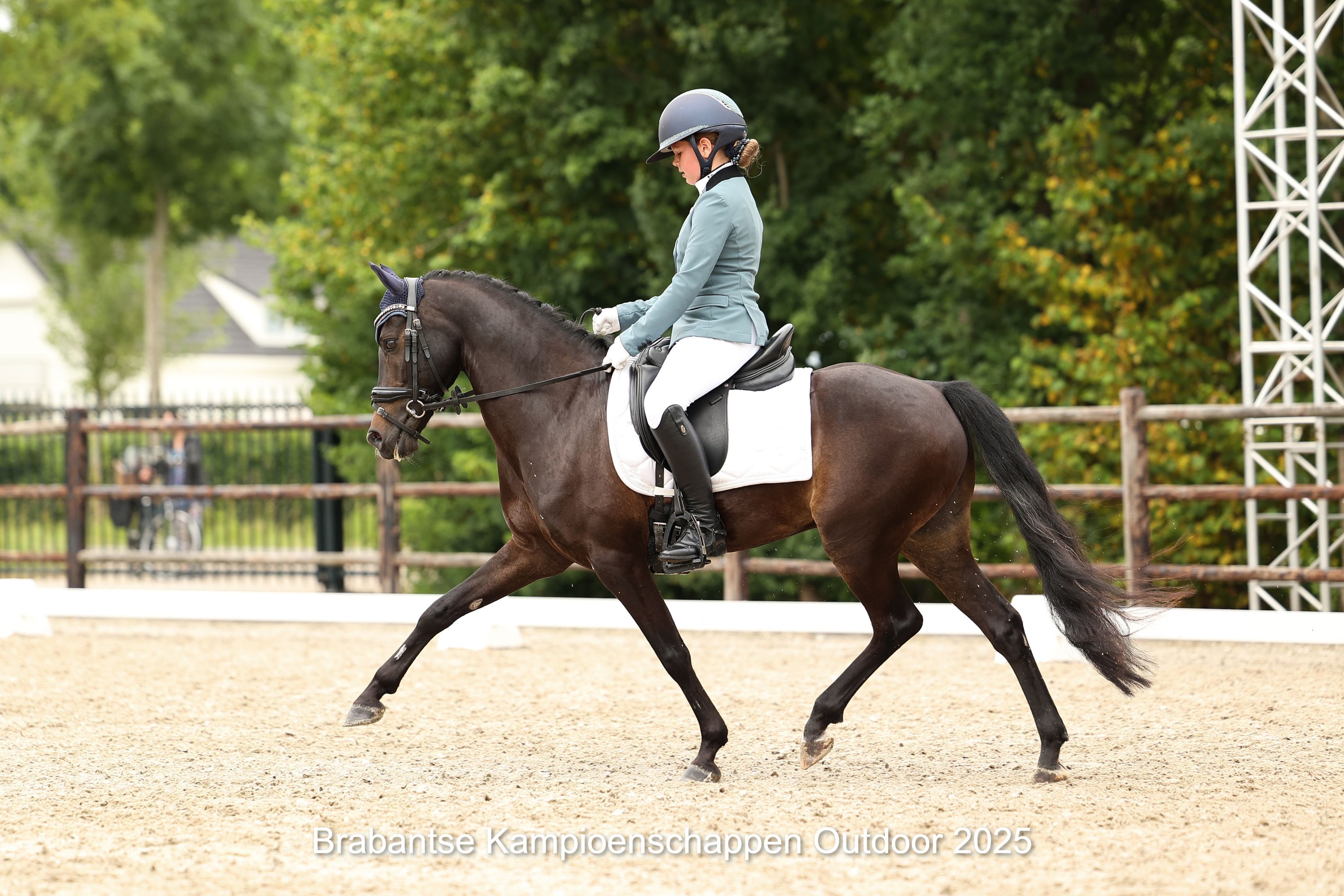 ander dressuurpony ruin 13 years old donkerbruin for sale - Photo 5