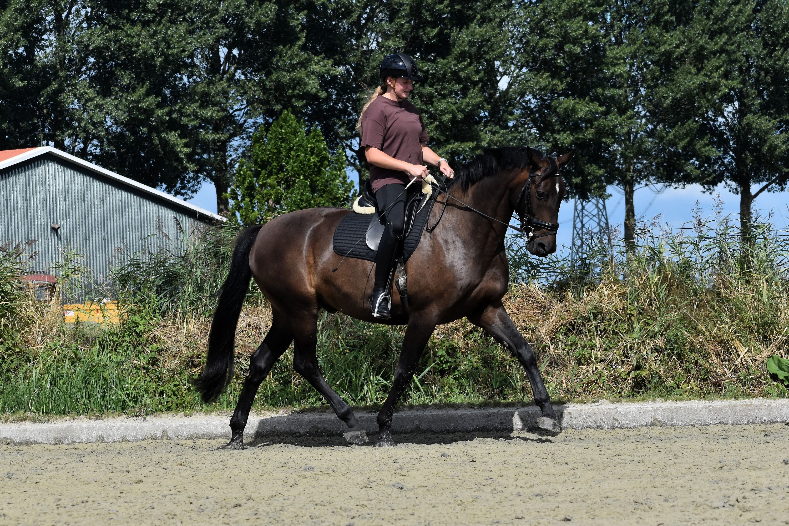 nrps dressuurpaard ruin 4 岁 donkerbruin 出售 - 照片 3