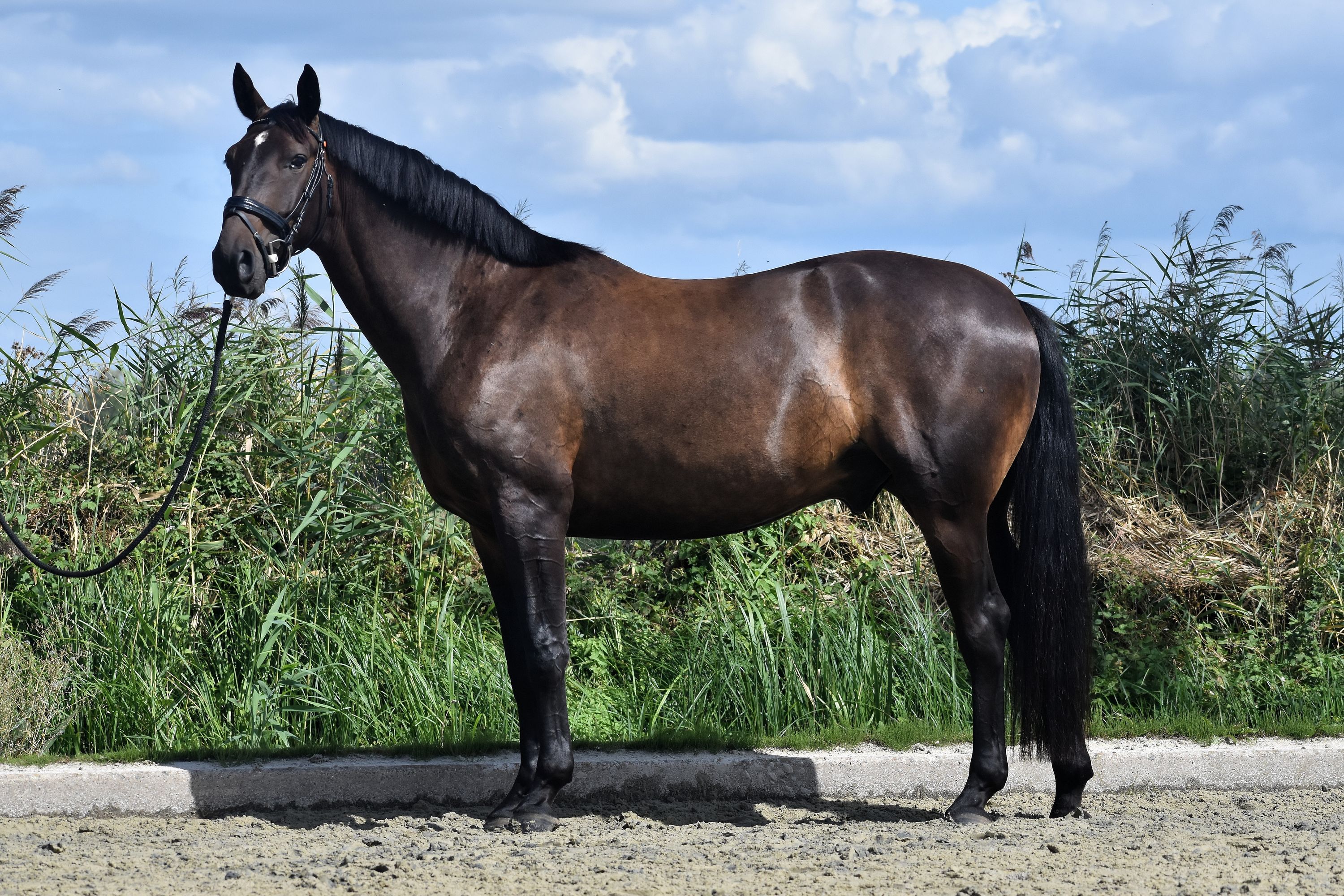 nrps dressuurpaard ruin 4 岁 donkerbruin 出售 - 照片 2