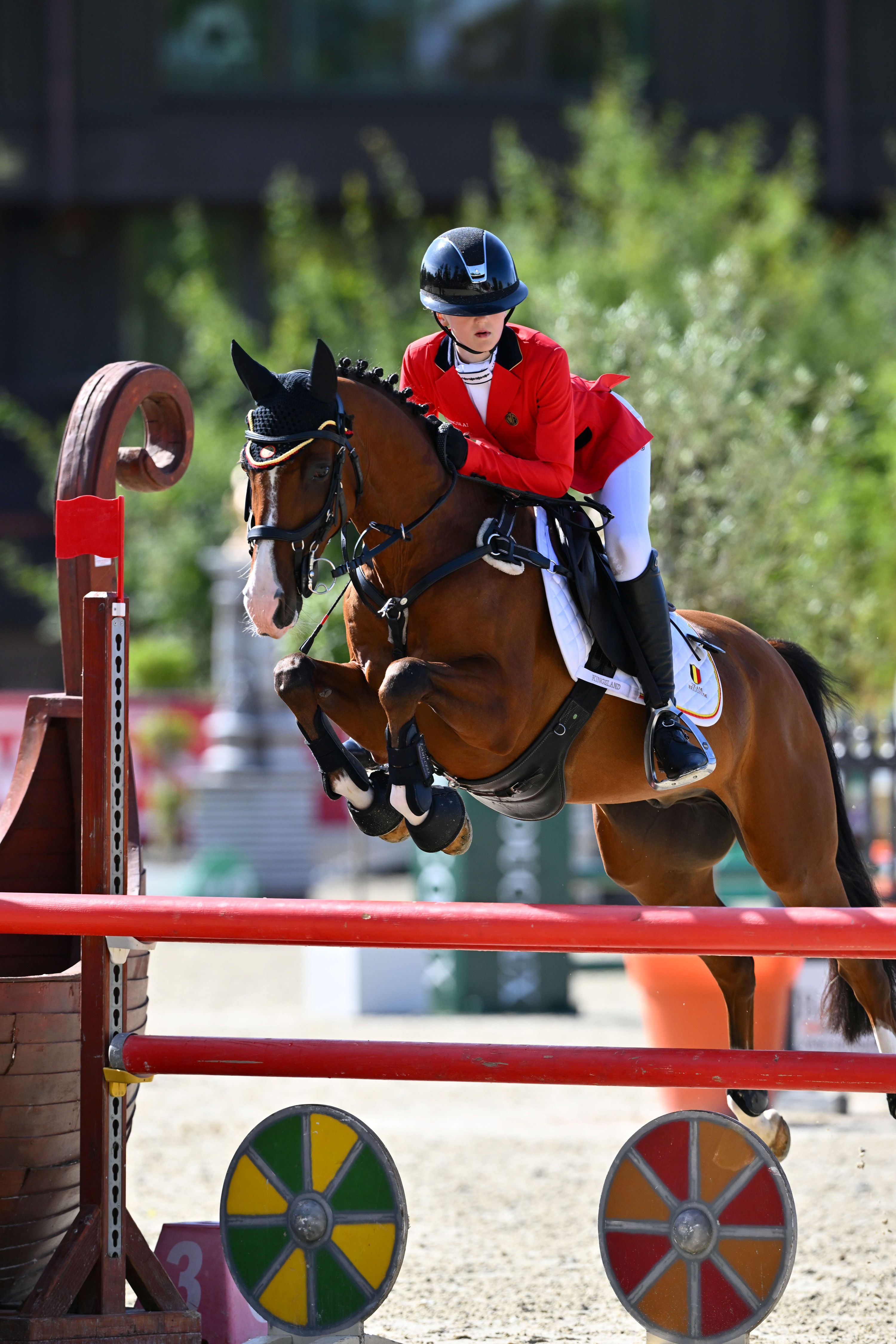 bwp eventingpony ruin 11 years old vos for sale - Photo 3