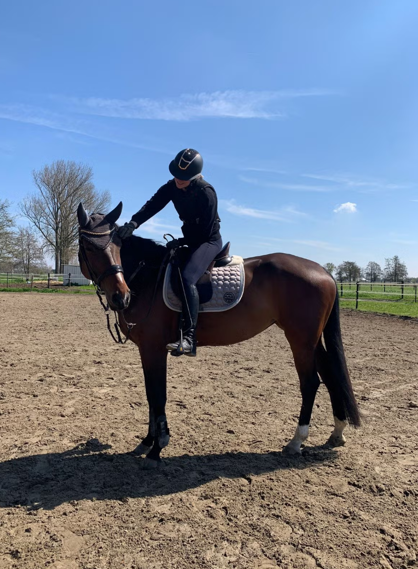 zangersheide recreatie-paard merrie 10 years old donkerbruin for sale - Photo 2