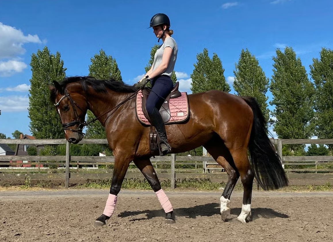Sensible 10-year-old mare