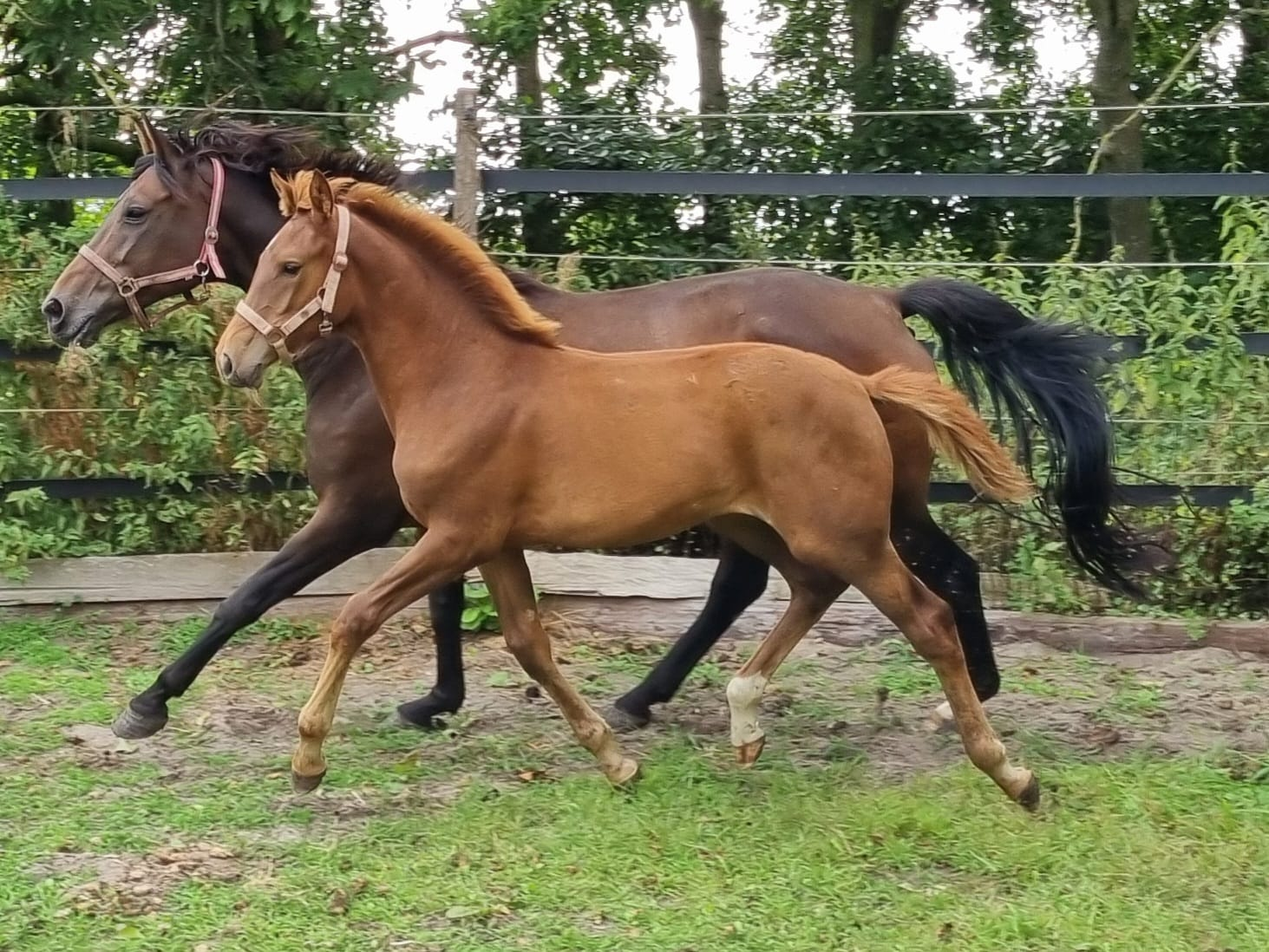 KWPN fokmerrie Merrie 14 jaar Bruin te koop - Foto 2