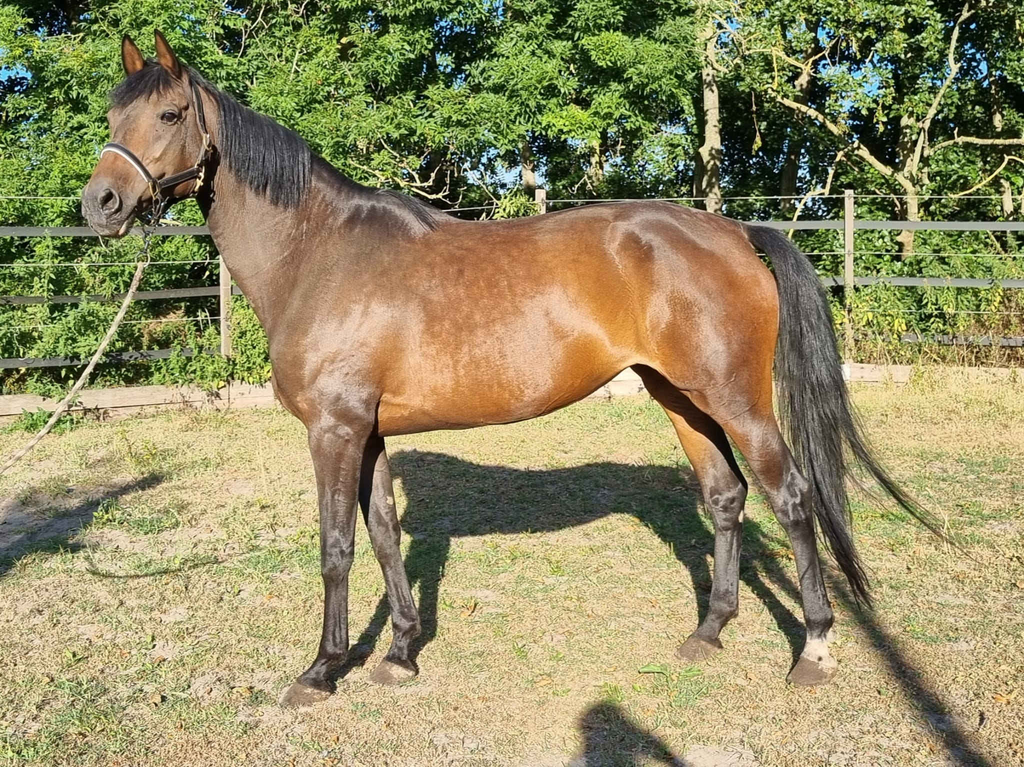 KWPN fokmerrie Merrie 14 jaar Bruin te koop - Foto 3