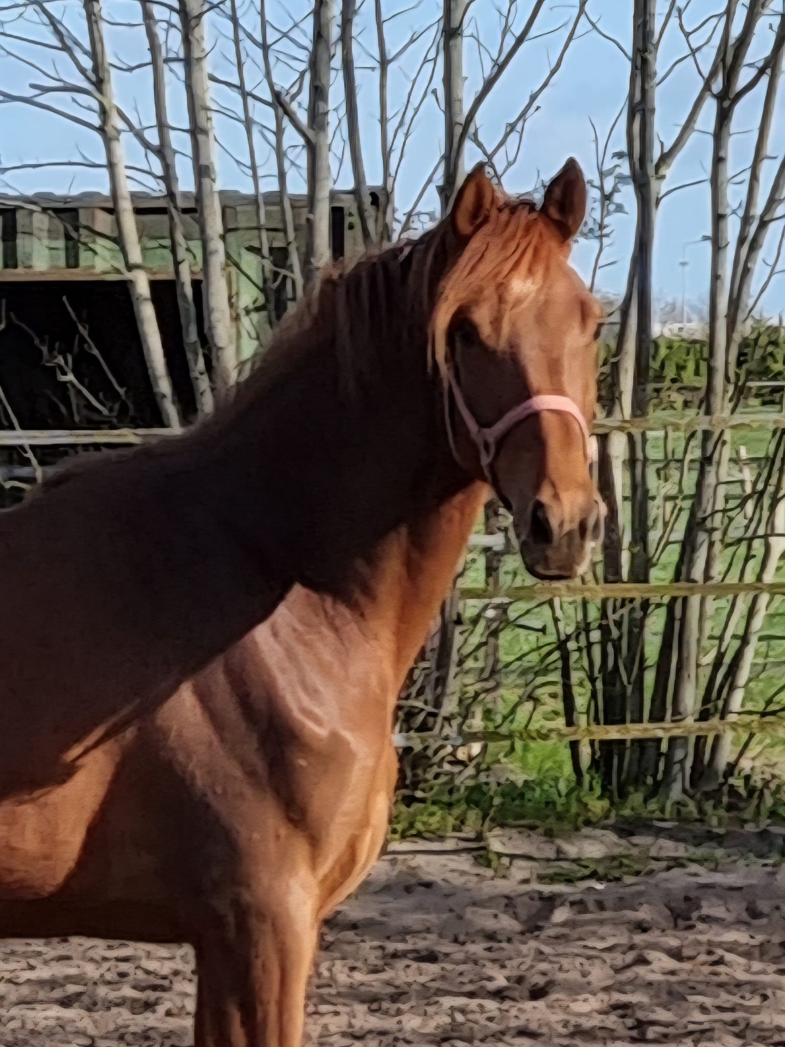 KWPN fokmerrie Merrie 14 jaar Bruin te koop - Foto 4