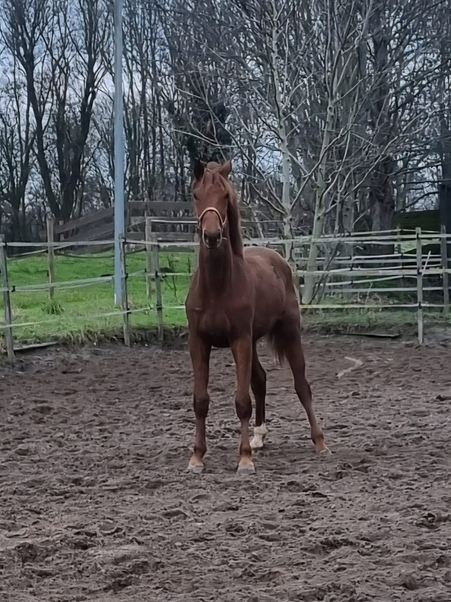 KWPN fokmerrie Merrie 14 jaar Bruin te koop - Foto 5