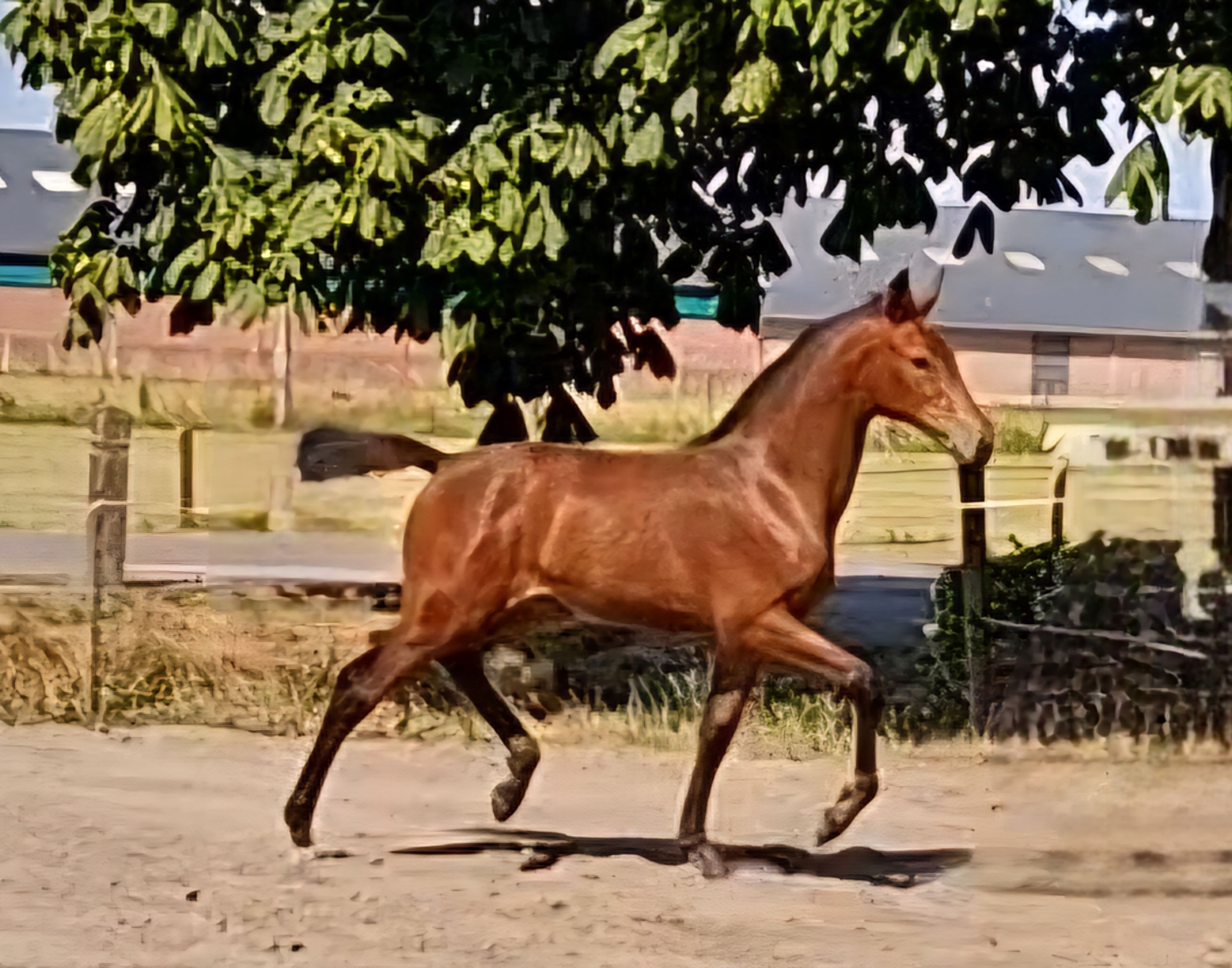 Uniquely moving filly foal