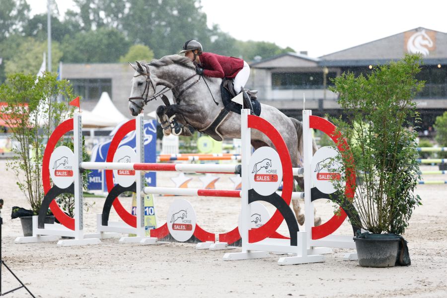 Nice 6-year-old grey gelding – Cuba Libre de Muze x Querlybet Hero
