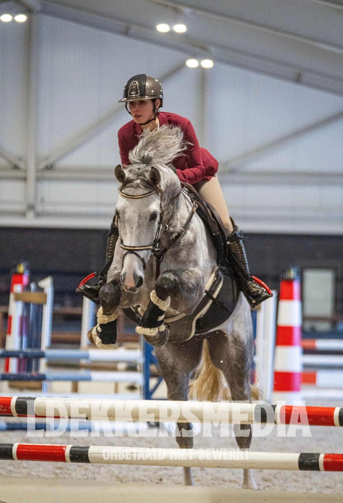 bwp springpaard ruin 6 years old schimmel for sale - Photo 3