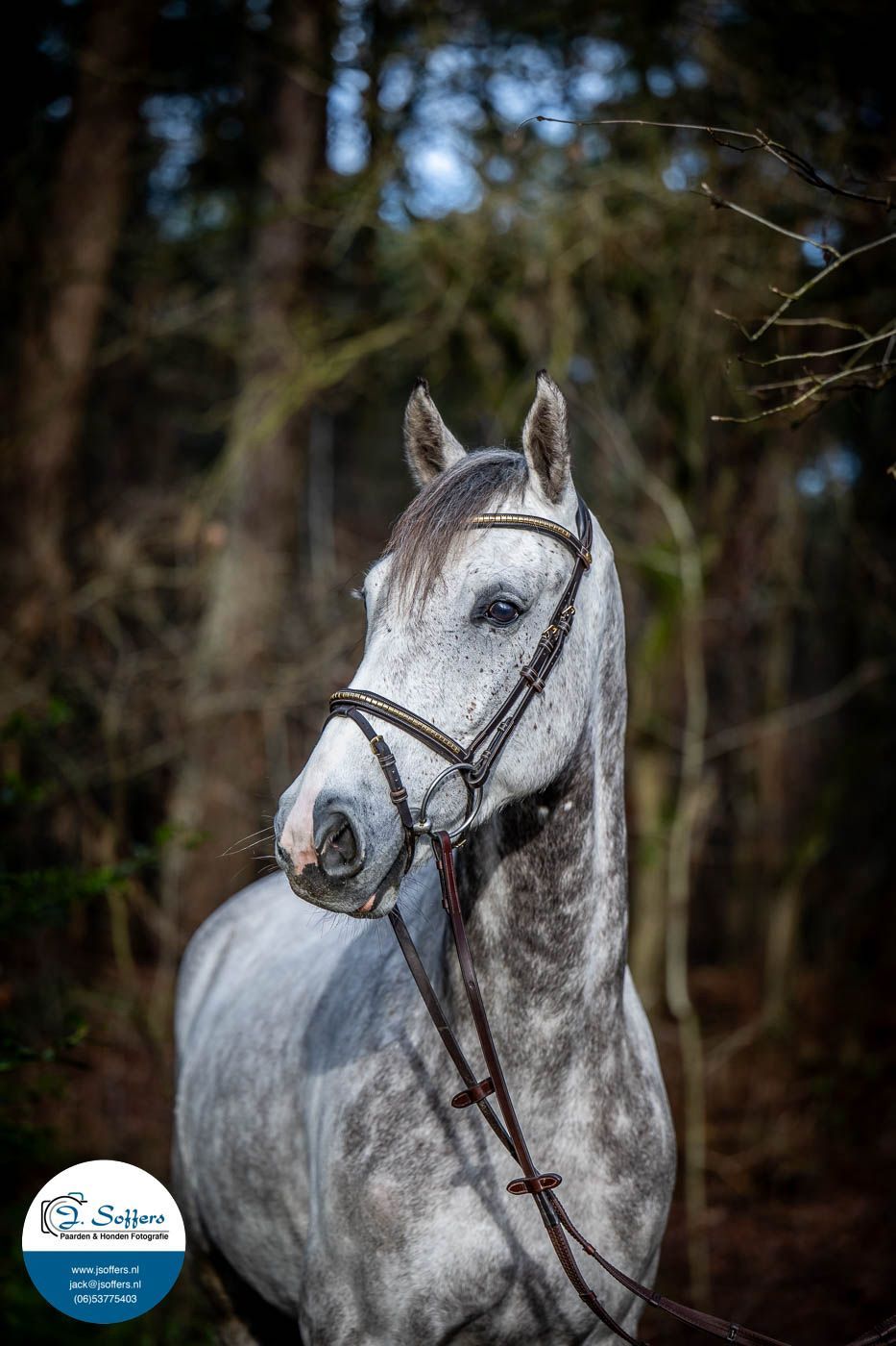 bwp springpaard ruin 6 years old schimmel for sale - Photo 2