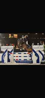 zangersheide springpaard ruin 10 years old bruin for sale - Photo 2