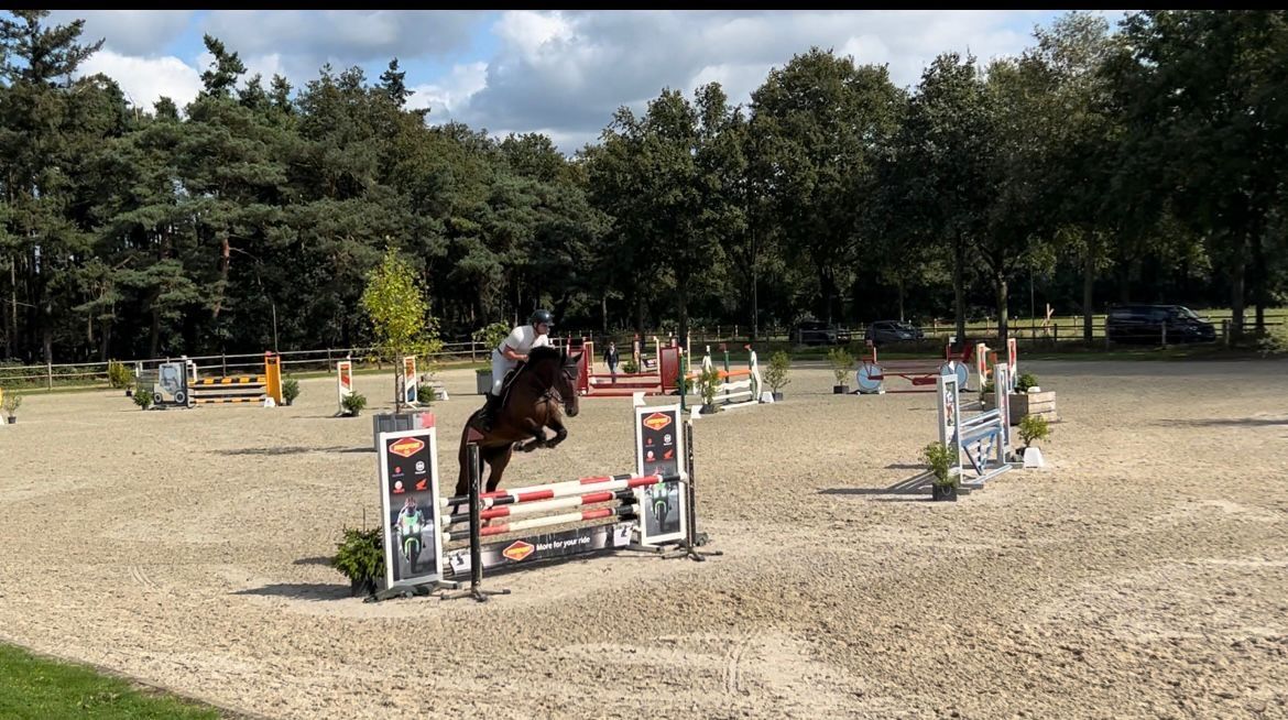 zangersheide springpaard ruin 10 years old bruin for sale - Photo 3