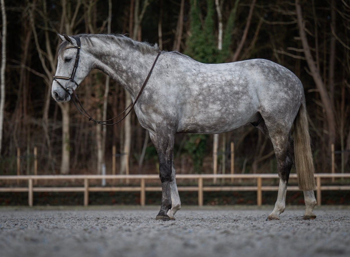 bwp springpaard ruin 6 years old schimmel for sale - Photo 4