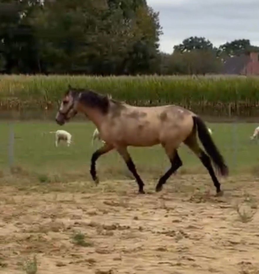 pre dressuurpaard hengst 2 år andere-kleur til salg - Foto 2