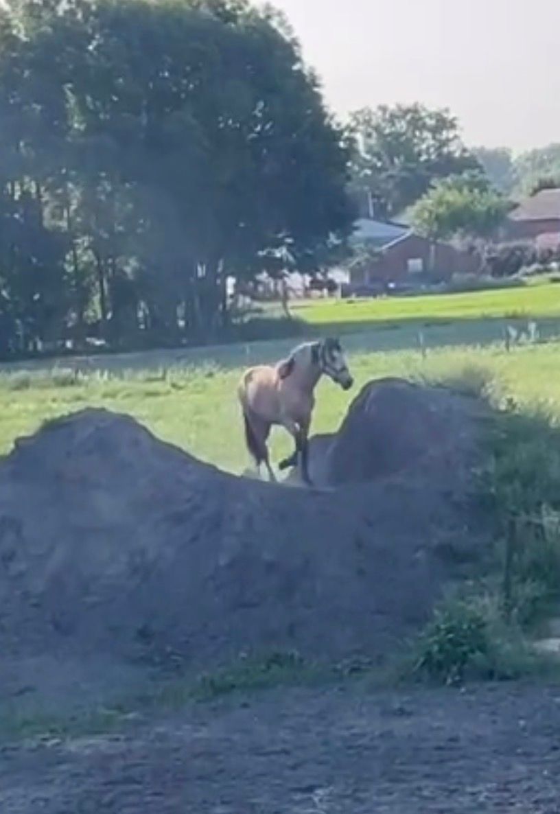 pre dressuurpaard hengst 2 år andere-kleur til salg - Foto 6