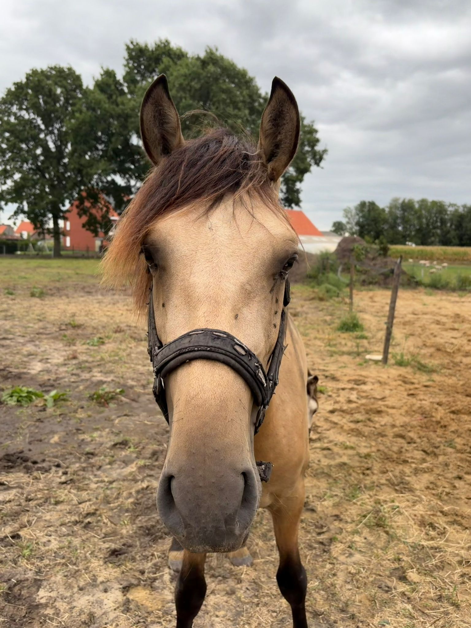 pre dressuurpaard hengst 2 år andere-kleur til salg - Foto 4