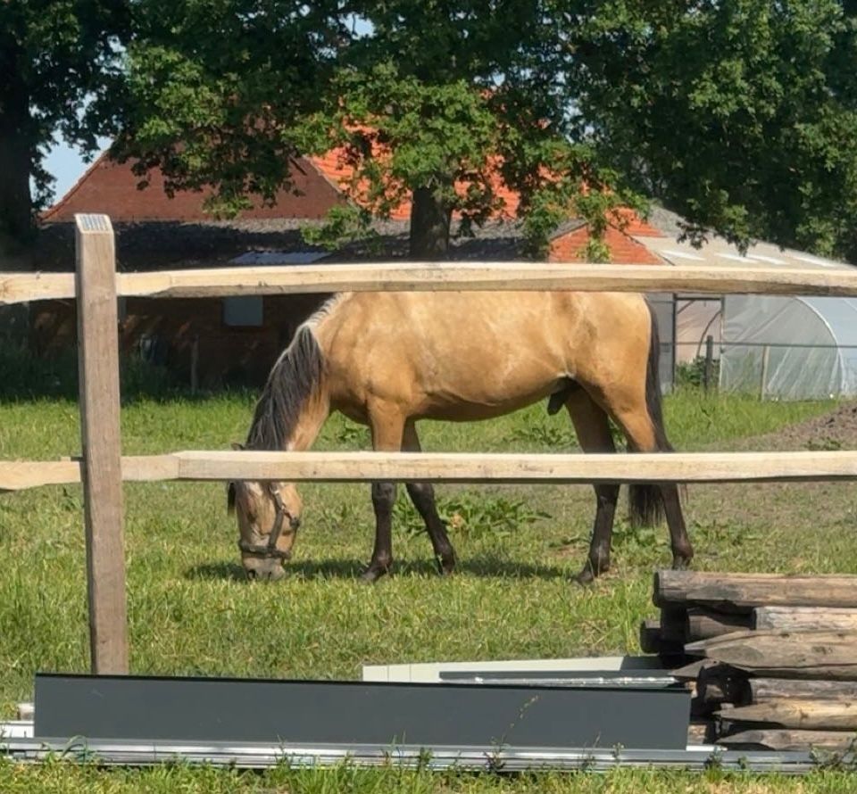 pre dressuurpaard hengst 2 år andere-kleur til salg - Foto 5