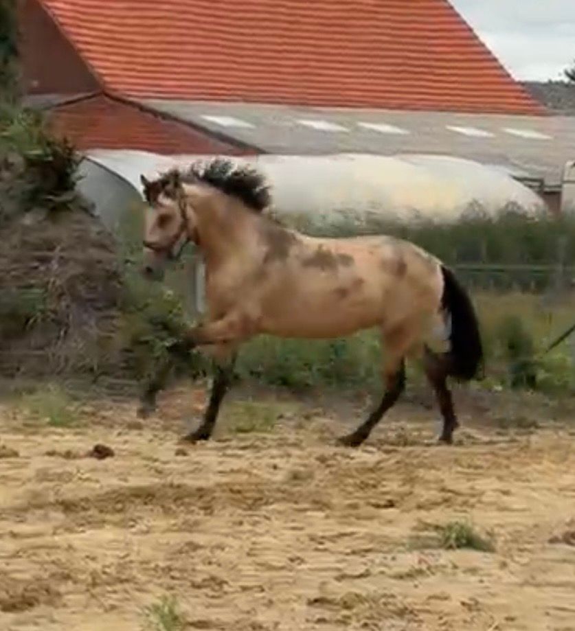pre dressuurpaard hengst 2 år andere-kleur til salg - Foto 3
