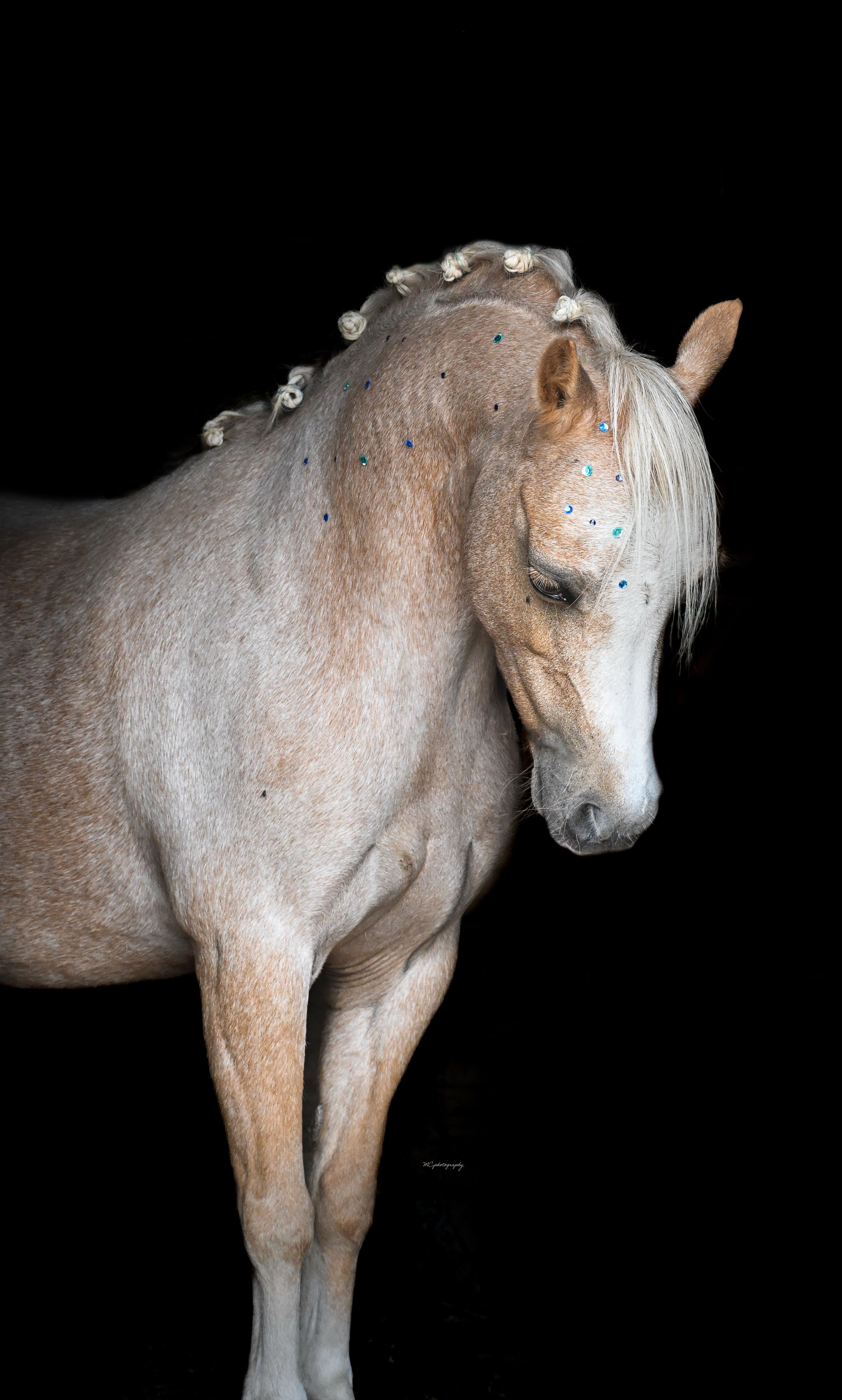 Super brave and handsome palomino roan A-pony looking for her forever 5-star home