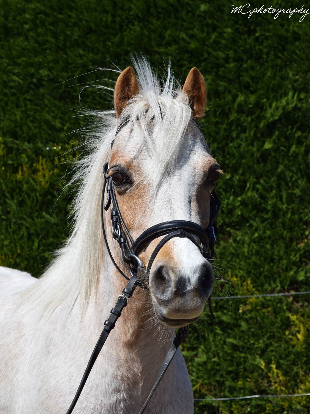 welsh allround-pony merrie 13 years old andere-kleur for sale - Photo 3