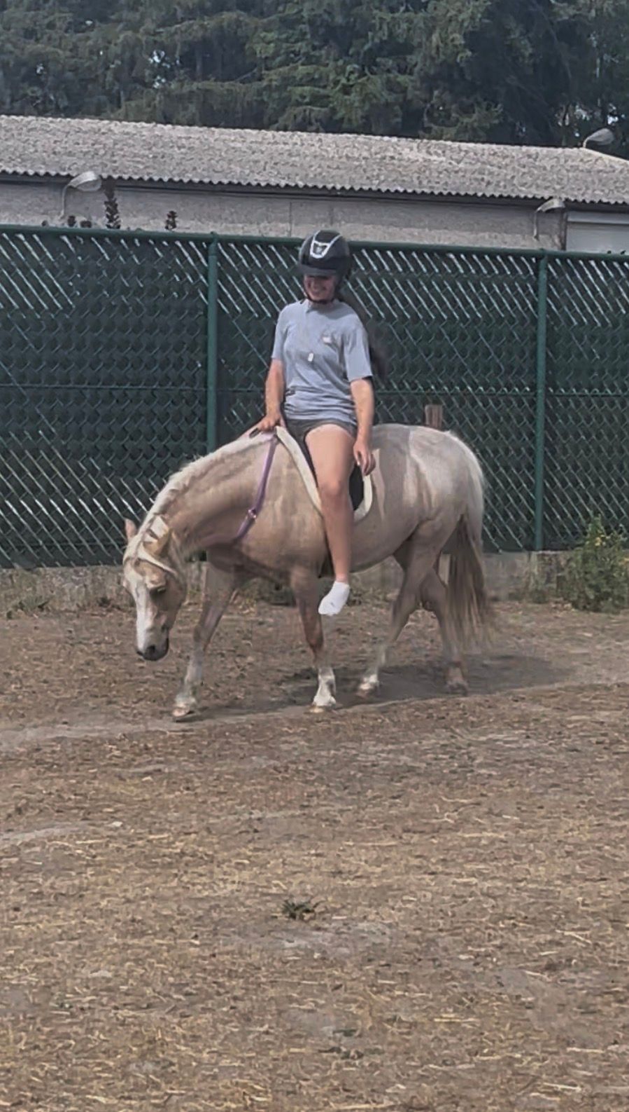 welsh allround-pony merrie 13 years old andere-kleur for sale - Photo 6