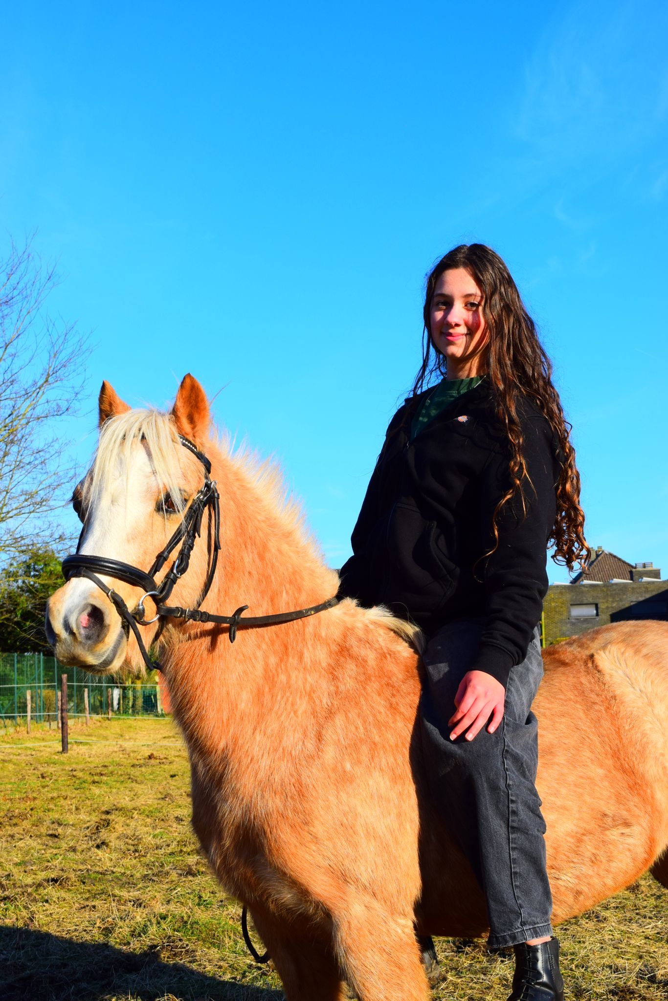 welsh allround-pony merrie 13 years old andere-kleur for sale - Photo 5
