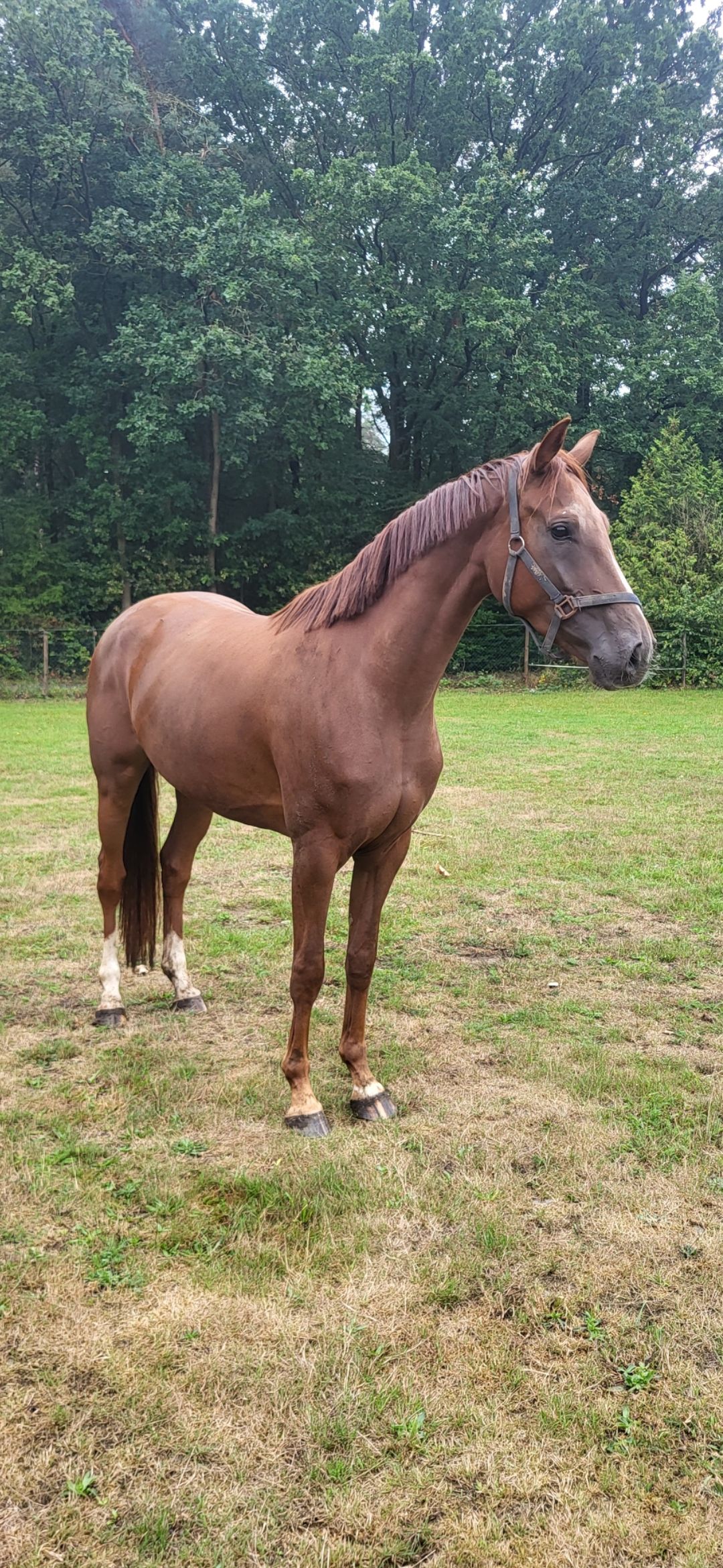 Super nice dressage horse.