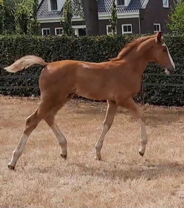 Beautiful colt foal by Ultra Star from top sport damline