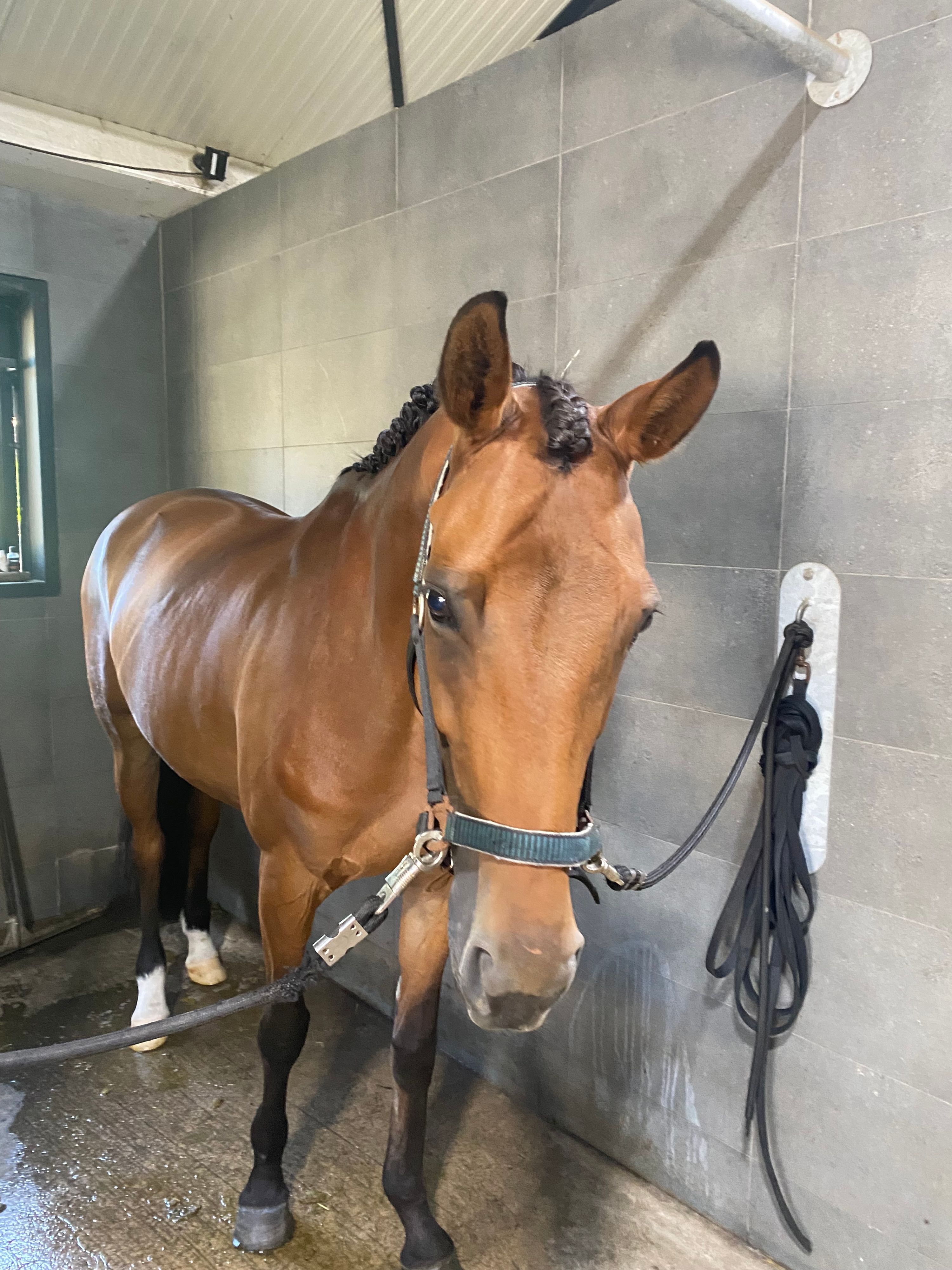 kwpn allround-pony merrie 10 years old for sale - Photo 5