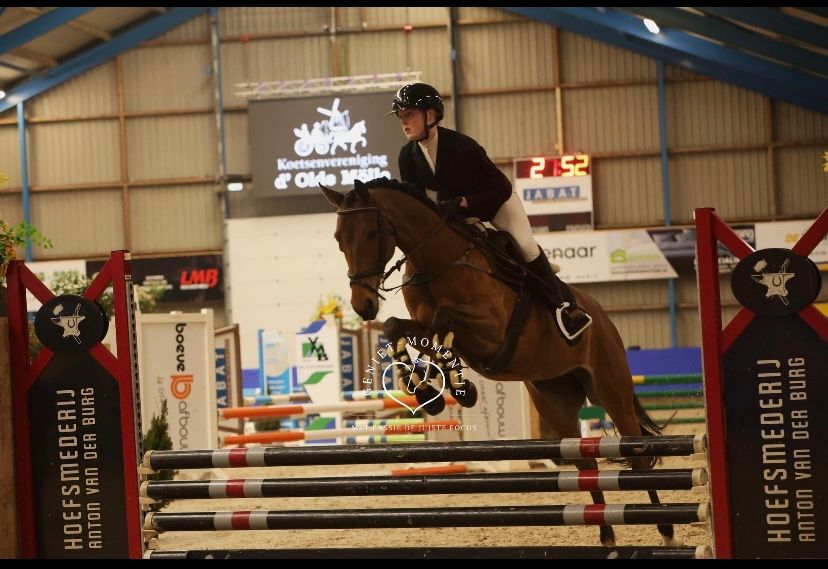 Nice E pony mare/small horse for sale