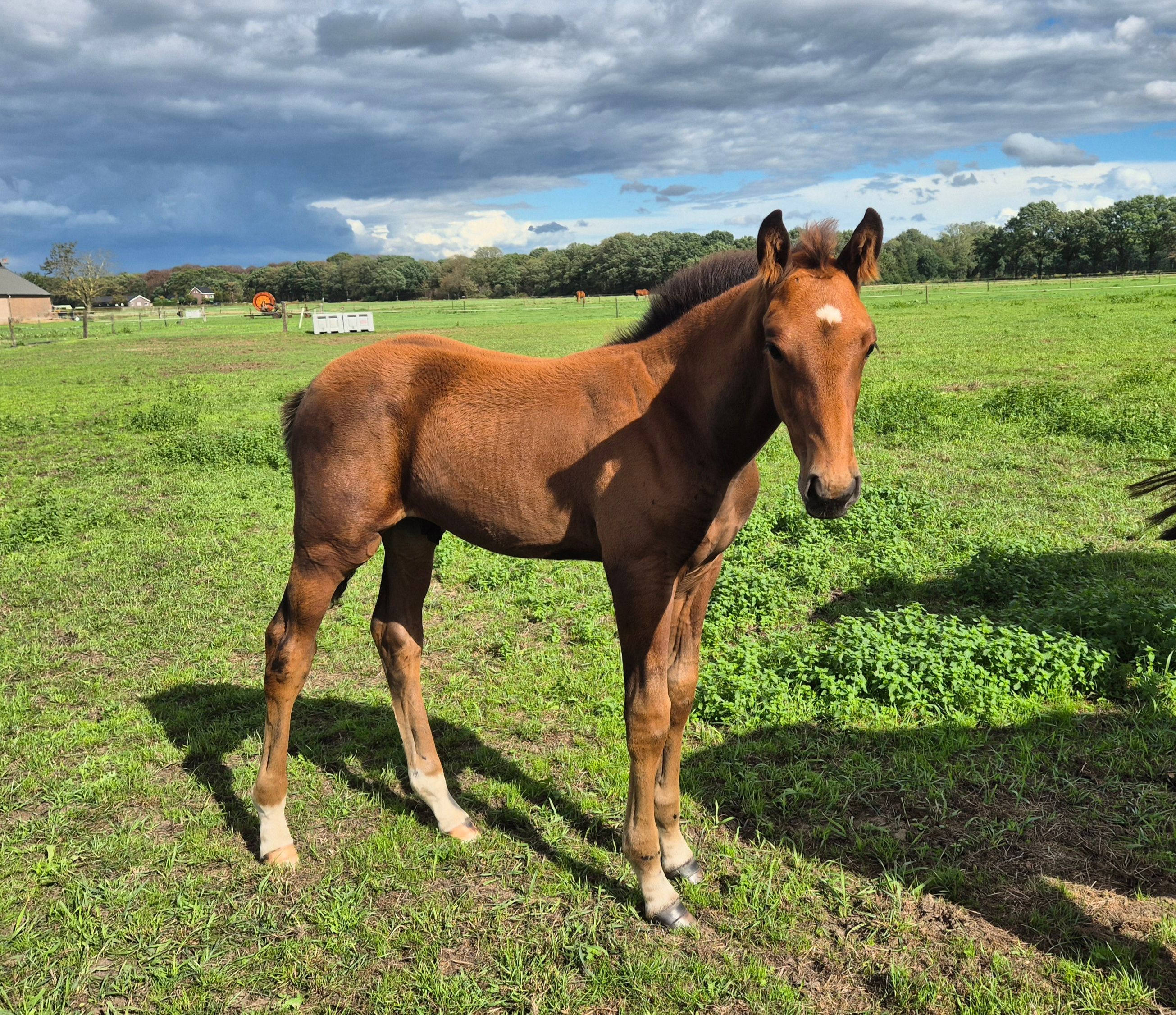 kwpn springpaard hengst 0 years old bruin for sale - Photo 3