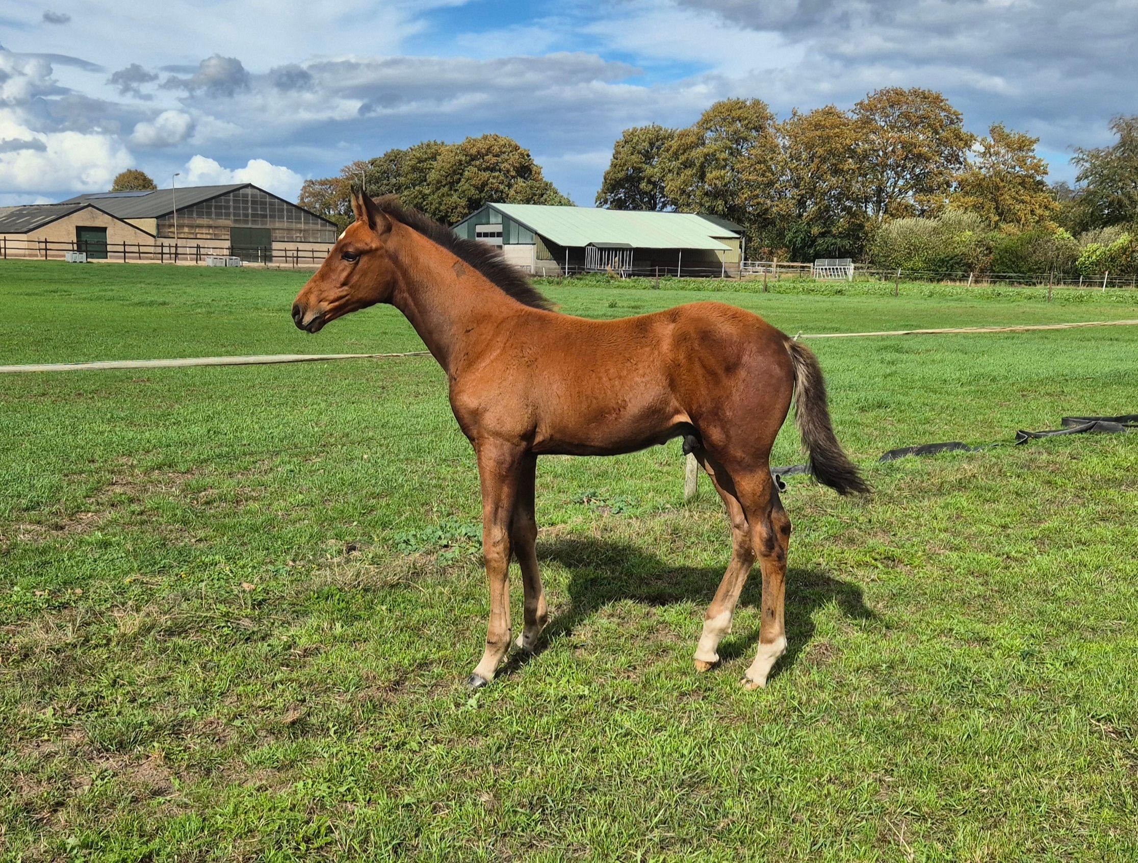 Colt foal by Arezzo