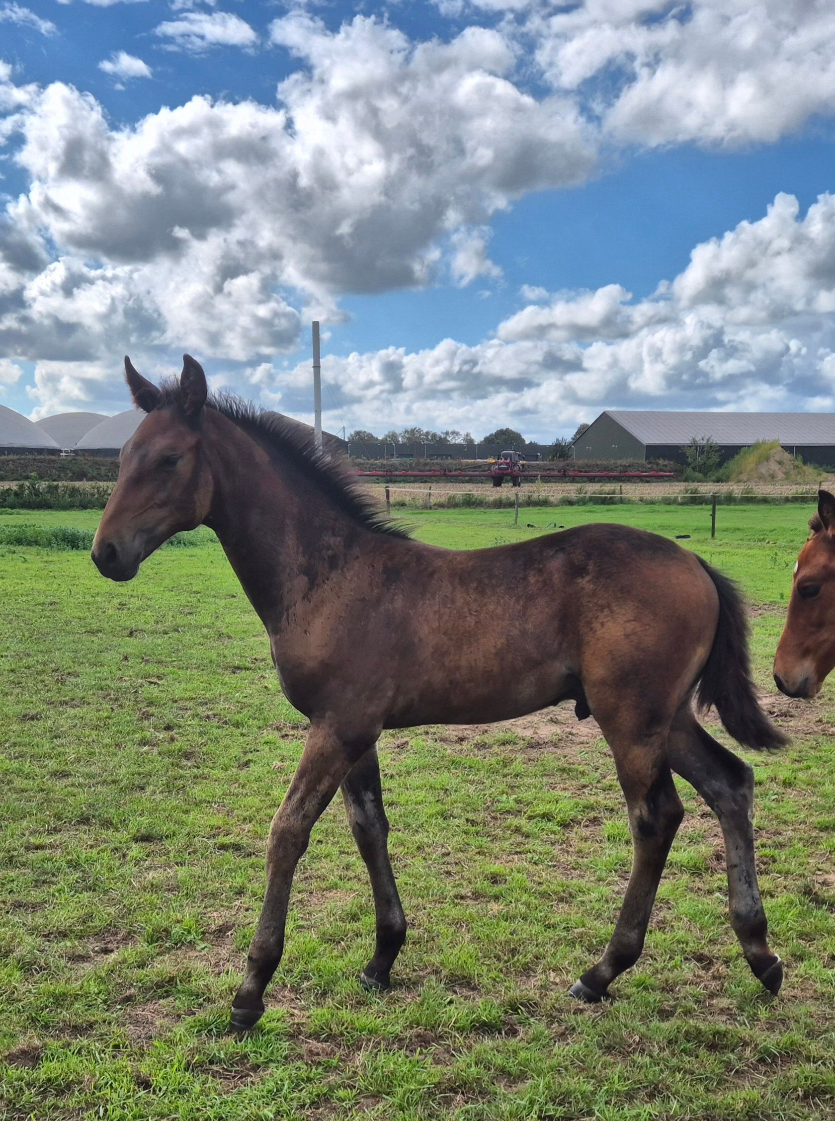 Stargos VDL colt foal