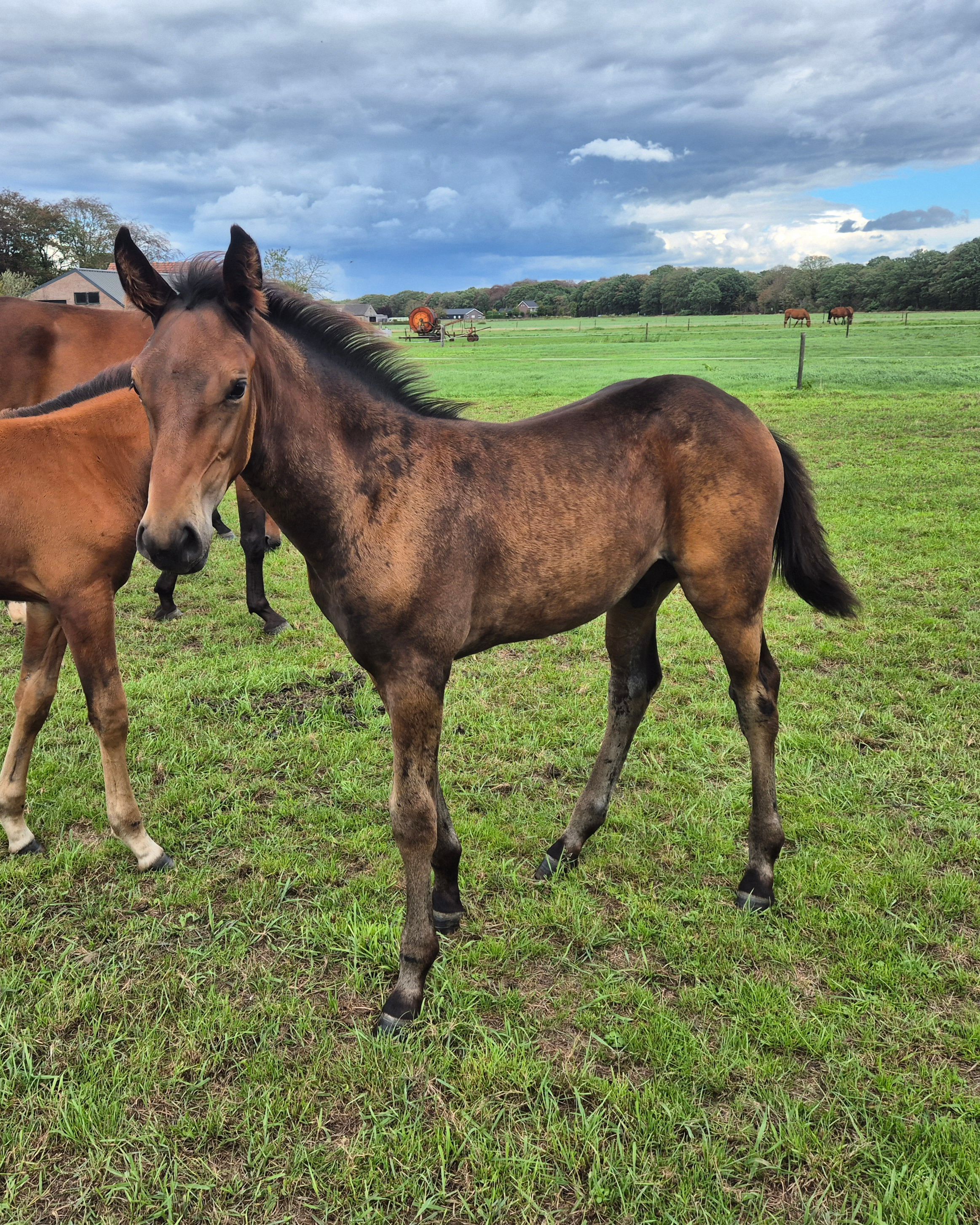kwpn springpaard hengst 0 years old donkerbruin for sale - Photo 3