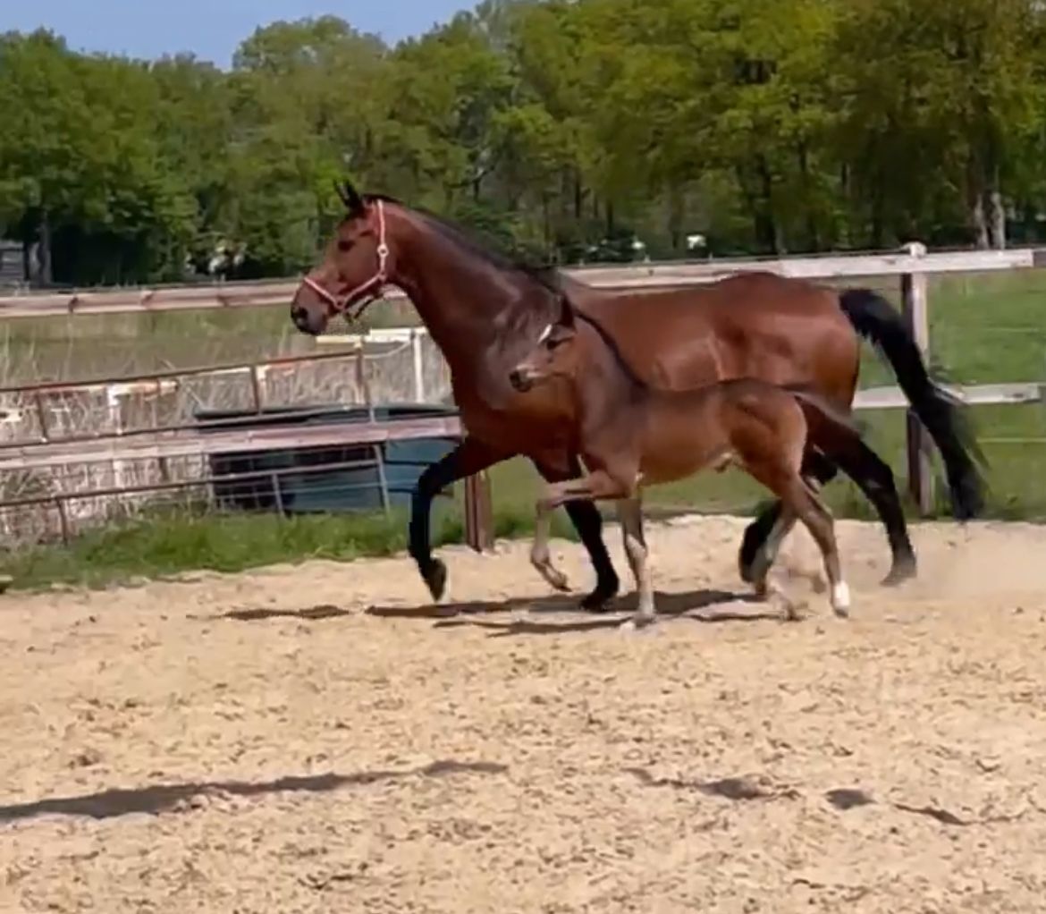 KWPN recreatie-paard Merrie 18 years old Donkerbruin for sale - Photo 2