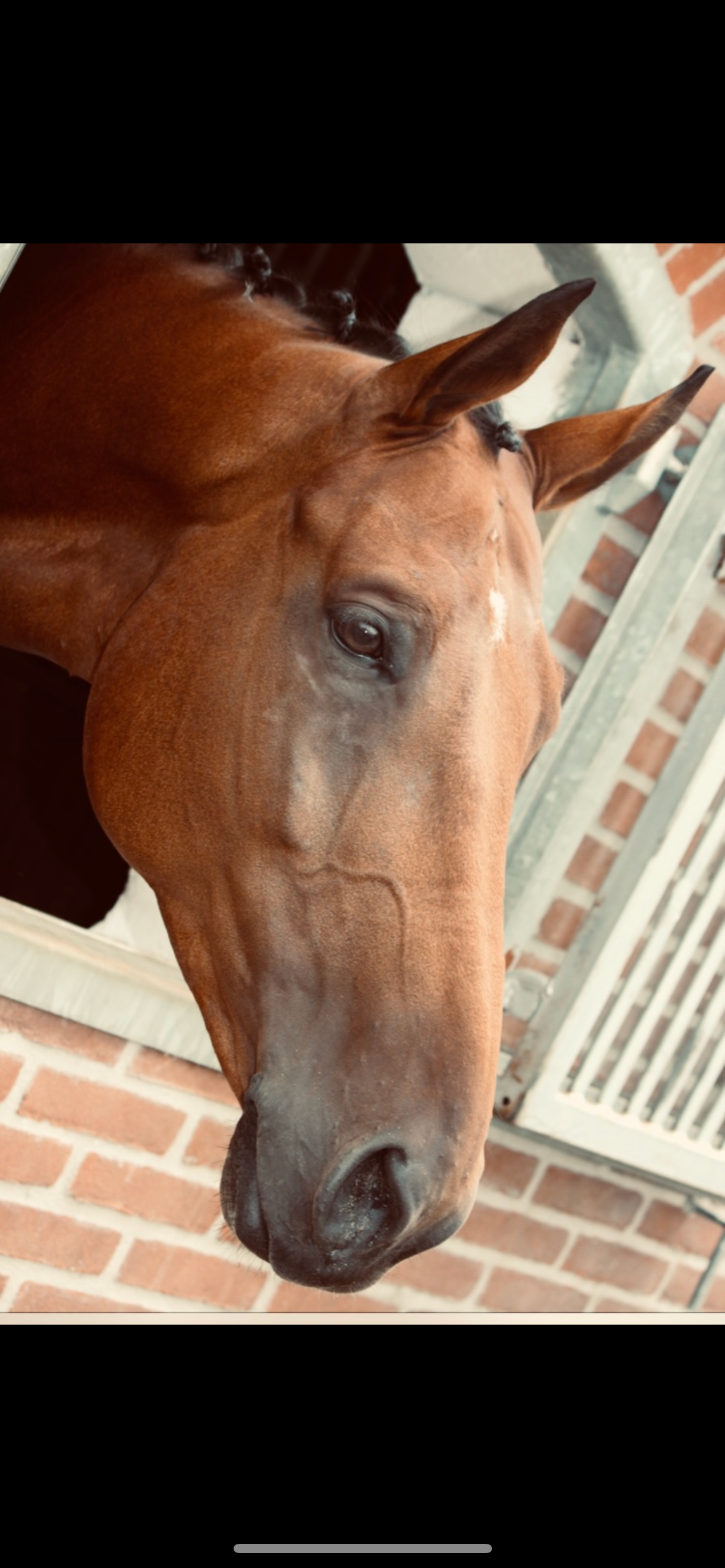 KWPN recreatie-paard Merrie 18 years old Donkerbruin for sale - Photo 4