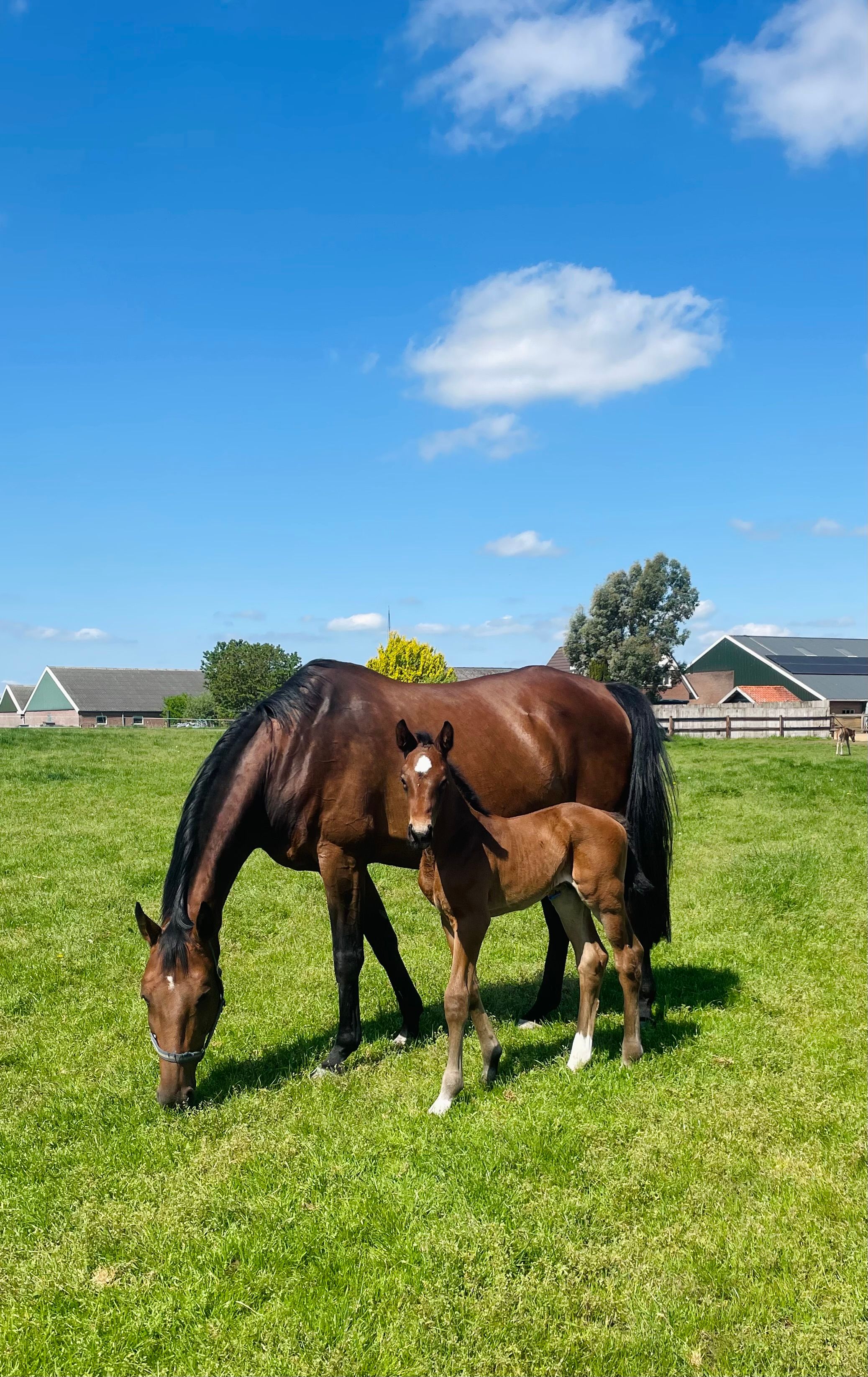 Sweet mare suitable for breeding or leisure