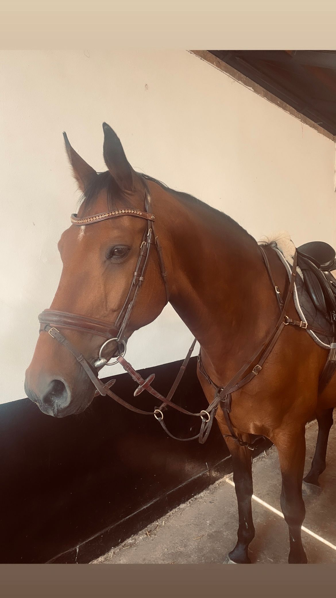 KWPN recreatie-paard Merrie 18 years old Donkerbruin for sale - Photo 5