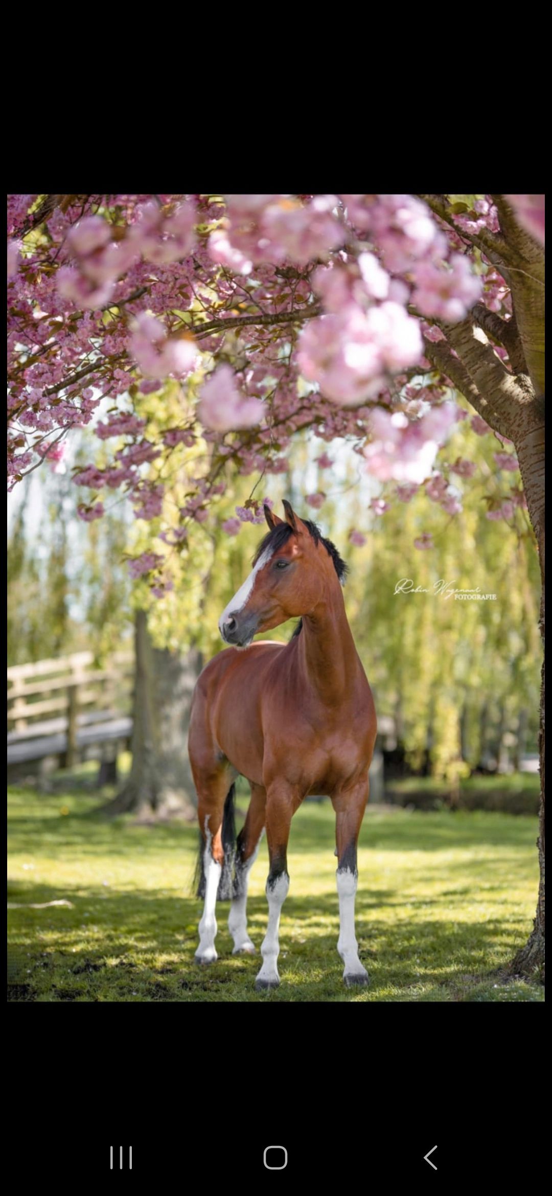 ⭐For sale: unique 11-year-old sport mare, versatile master horse for the transition from pony to horse⭐