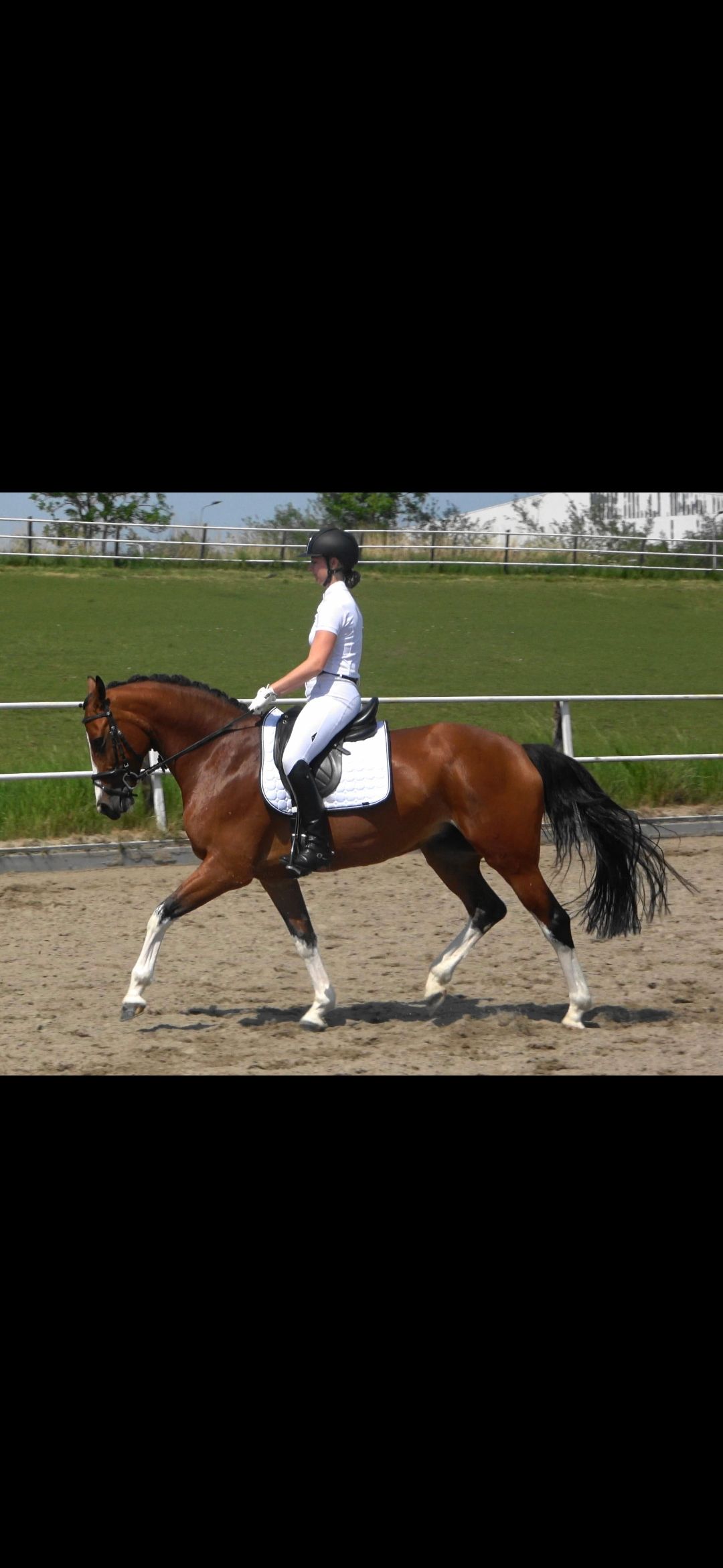 kwpn paard merrie 11 years old bruin for sale - Photo 2