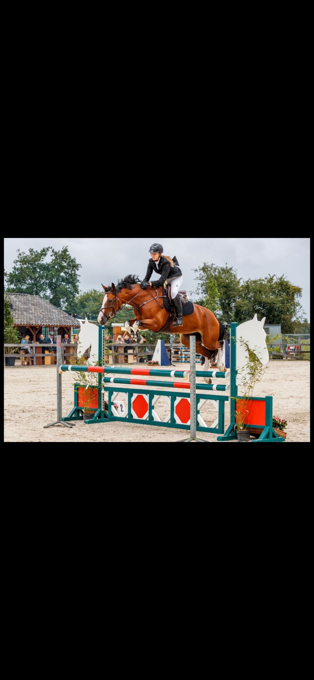 kwpn paard merrie 11 years old bruin for sale - Photo 3