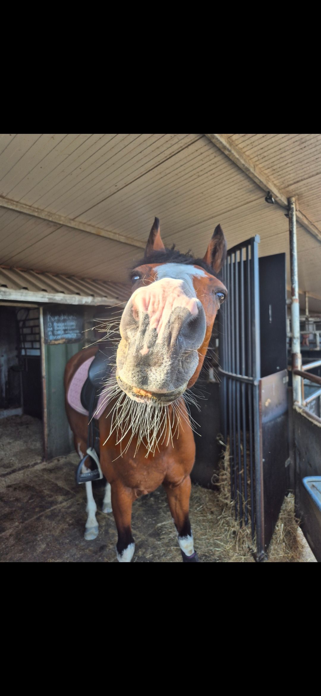 kwpn paard merrie 11 years old bruin for sale - Photo 6