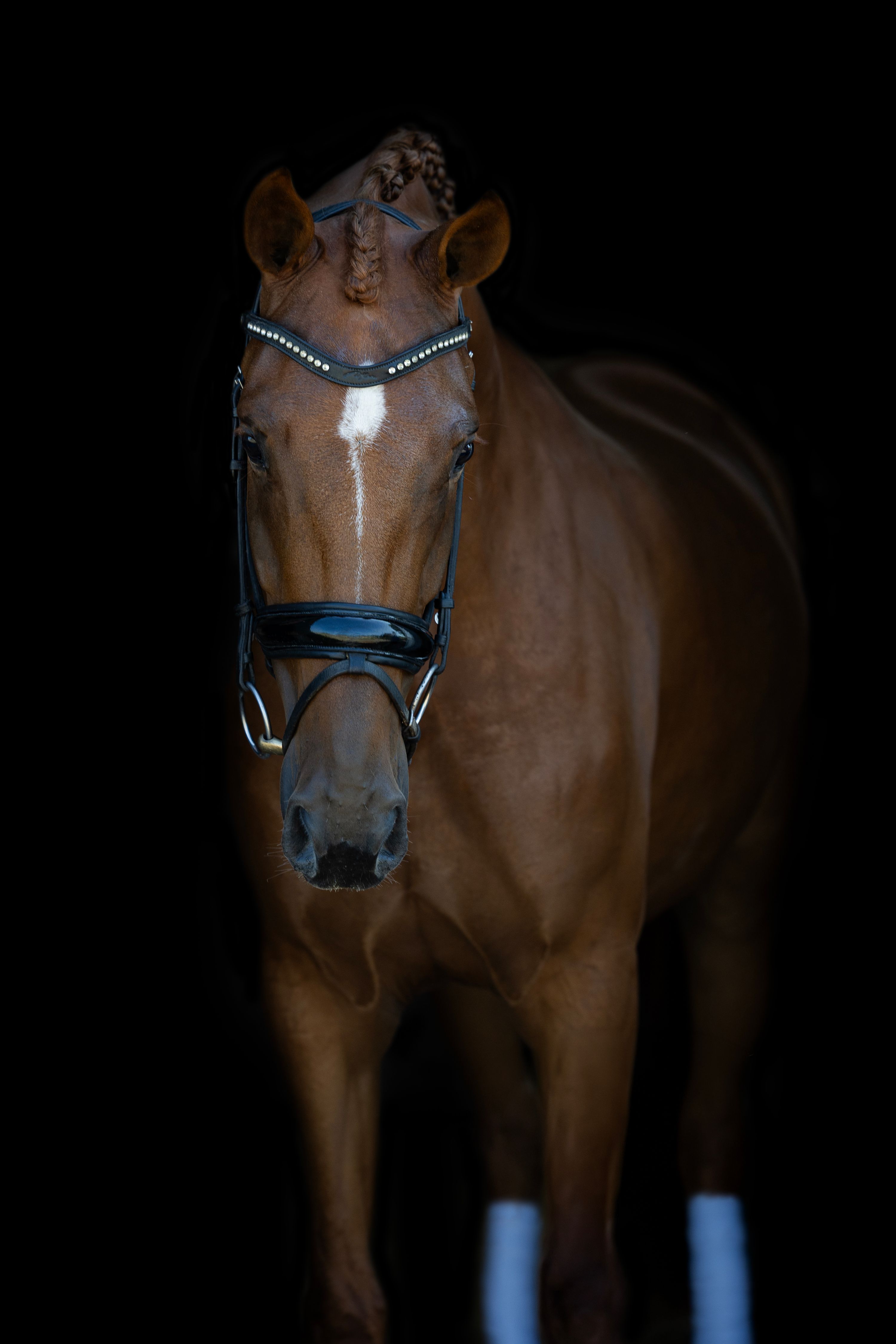 kwpn dressuurpaard merrie 4 years old vos for sale - Photo 2