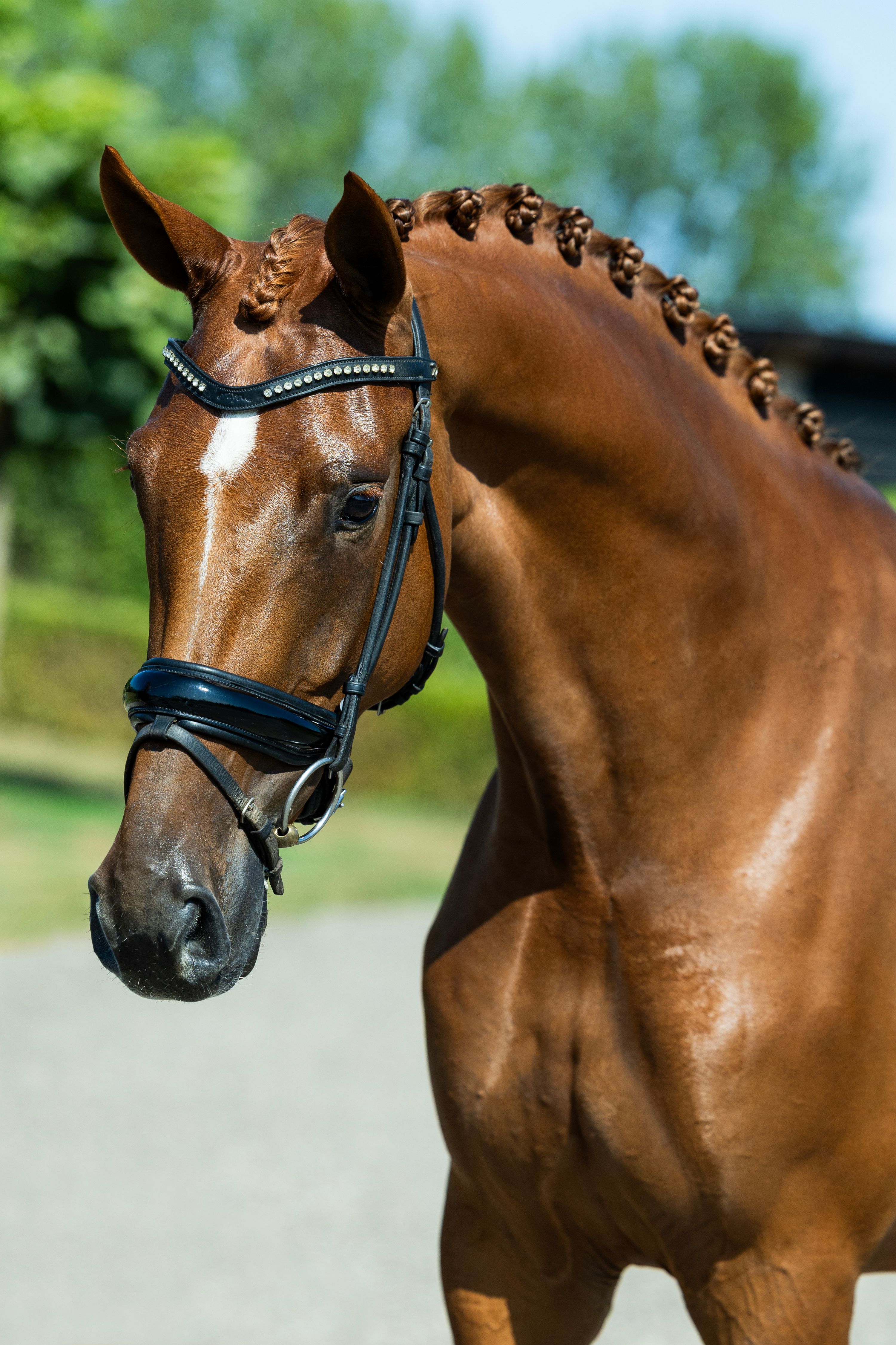 Sturdy 4-year-old mare.