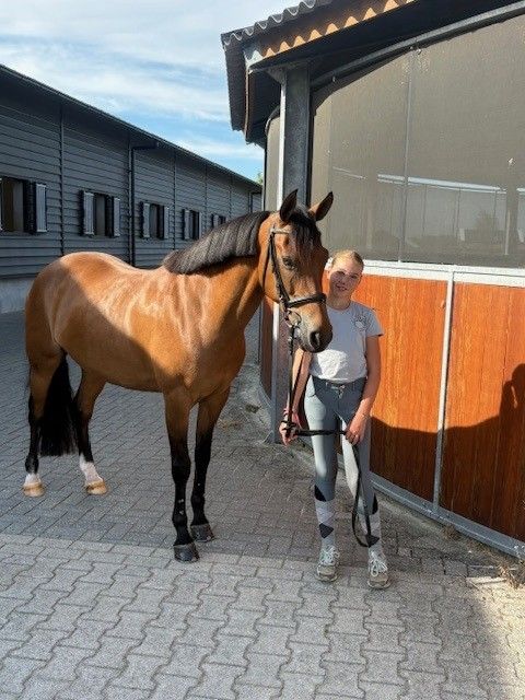 sweet all-rounder sport pony