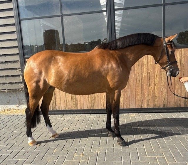 new-forest springpony merrie 13 years old bruin for sale - Photo 2